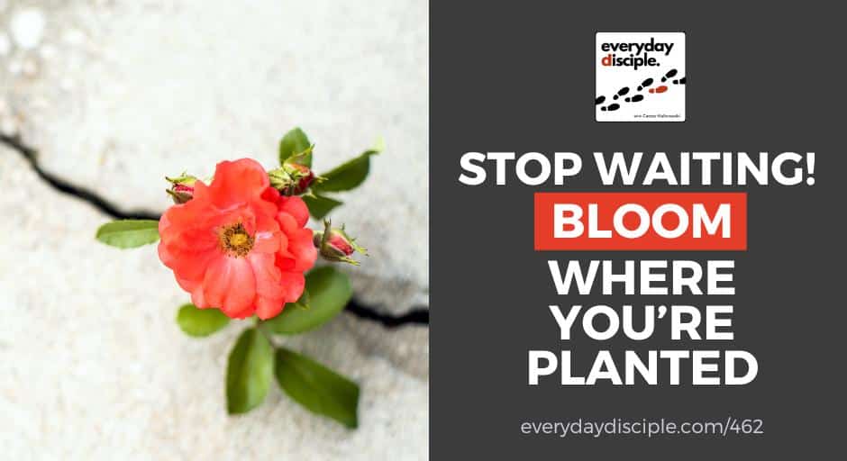 Stop Waiting! Bloom Where You’re Planted